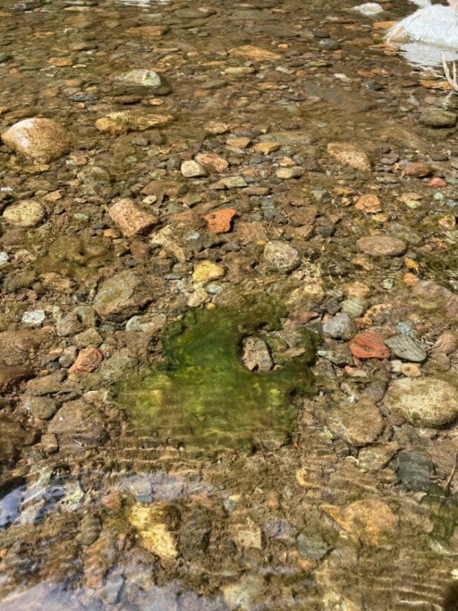 A benthic cyanobacteria mat is shown in French River in Pictou County, N.S.