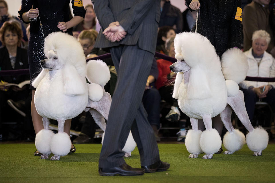 141st Westminster Kennel Club Dog Show