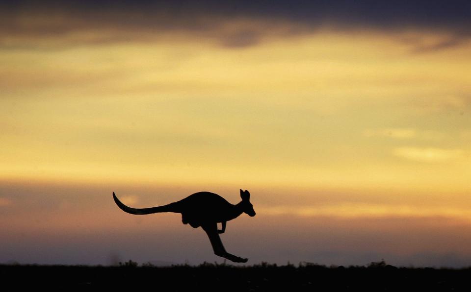 <p>A kangaroo hops across the outback plane near Marree, Australia.</p>