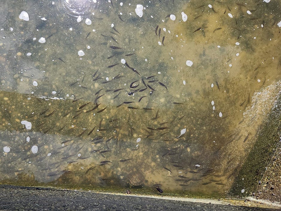 The Blackwater Fisheries Research and Development Center near Holt raised the shoal bass that were released May 10 into the Chipola River.