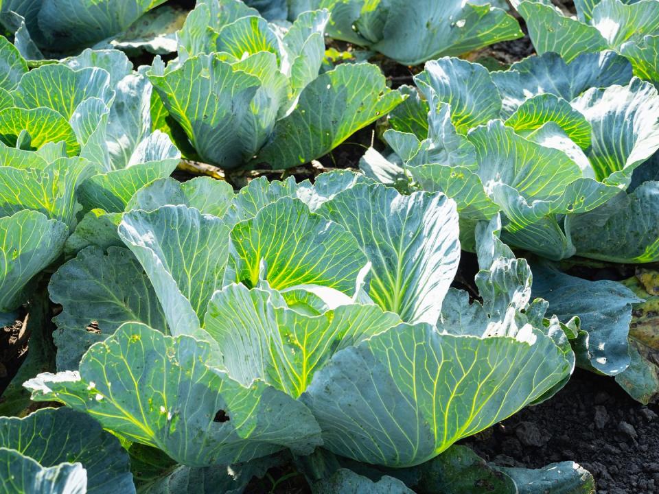 close up of white cabbage on organic farm at summer sunny day