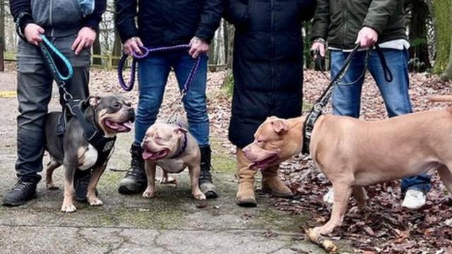 XL bully breed: New UK ban could take dogs from owners