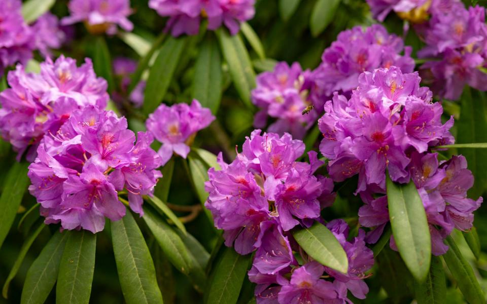 Rhododendron