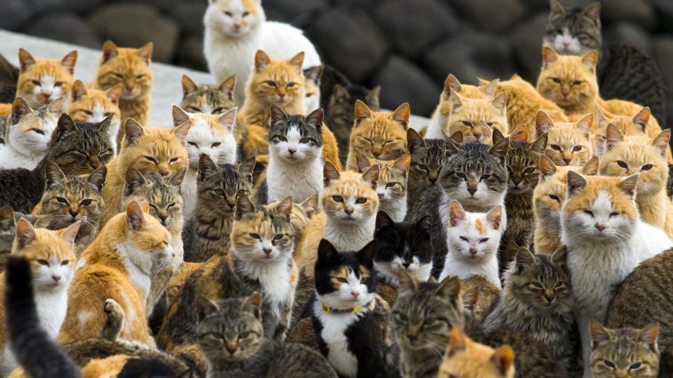 Video: Out-Of-Control Cats Take Over Island