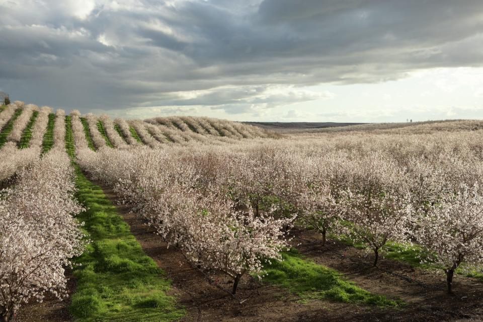 A California almond orchard in bloom. In 2022, erratic weather and drought cut 11% out of the nation's almond harvest. An unseasonable cold snap in February kills some early fruit just after bloom while ongoing drought meant many growers didn't have enough water for their trees.