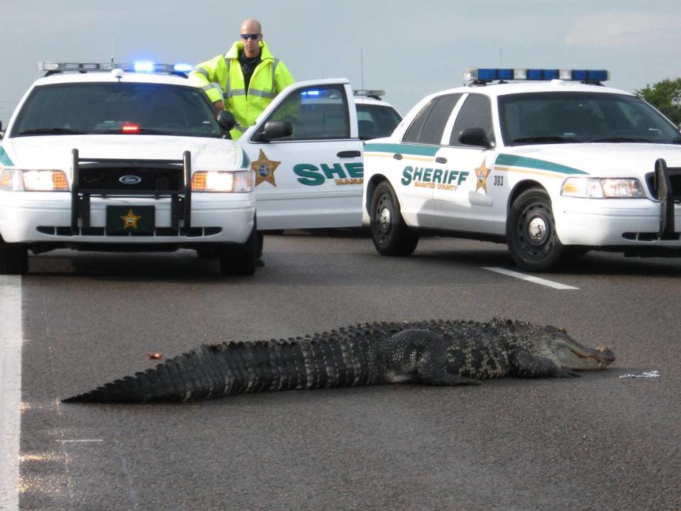 Manatee County Sheriff’s Office deputies block traffic for an alligator that decided to take a break on U.S. 301 south of Tallevast Road in this 2009 file photo. 