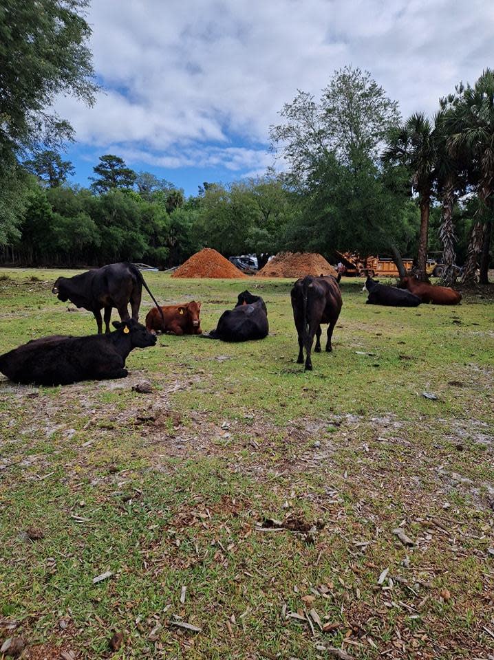 East Anglian Daily Times: Cattle at the Florida farm