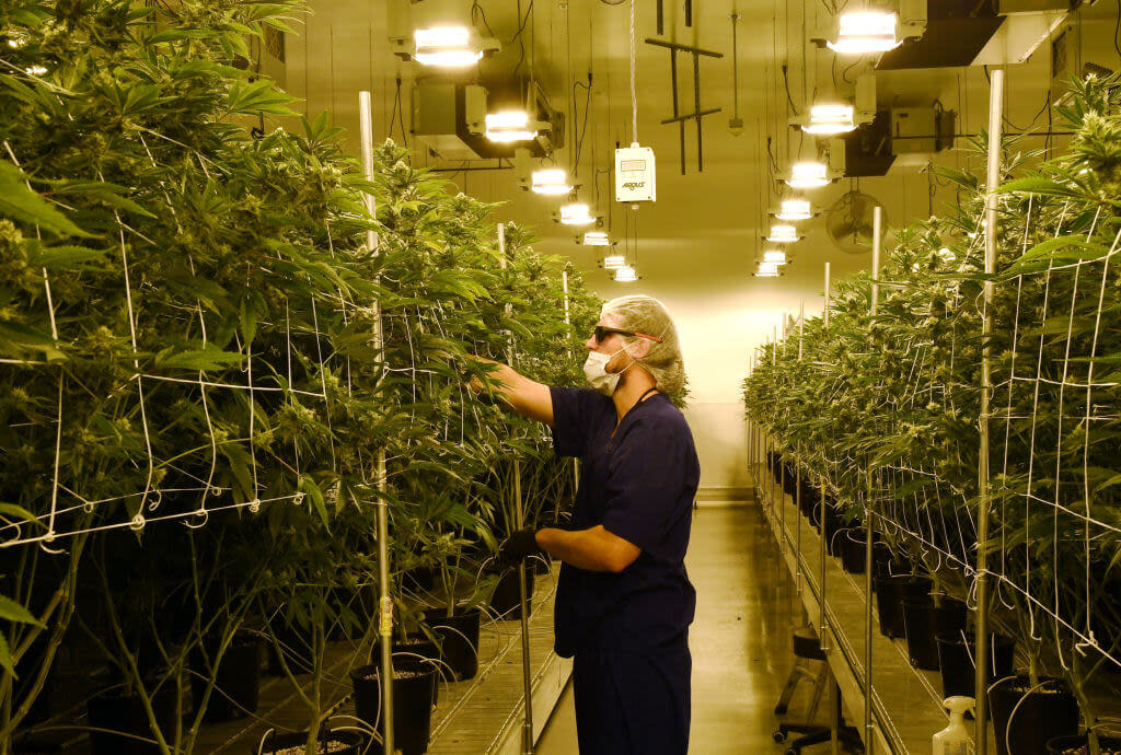 David Burr demonstrates removing leaves on marijuana plants to allow more light for growth at Essence Vegas’ 54,000-square-foot marijuana cultivation facility