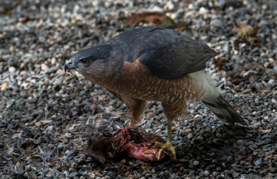 Fallston, a Cooper’s Hawk and raptor ambassador at the Vermont Institute of Natural Science in Quechee, Vermont.