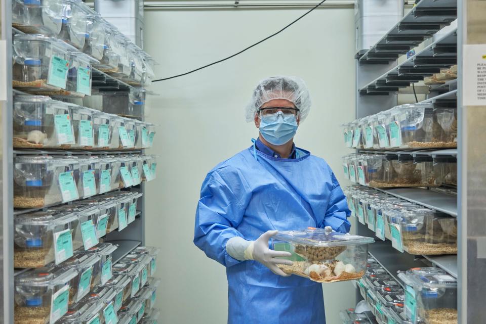 A man in a lab coat, mask, and hair net stands in a room of lab mice