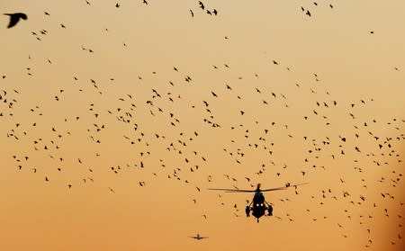 FILE PHOTO: A flock of birds fly past the Marine One helicopter as U.S. President Trump returns to the White House after a visit to the Walter Reed National Military Medical Center in Washington