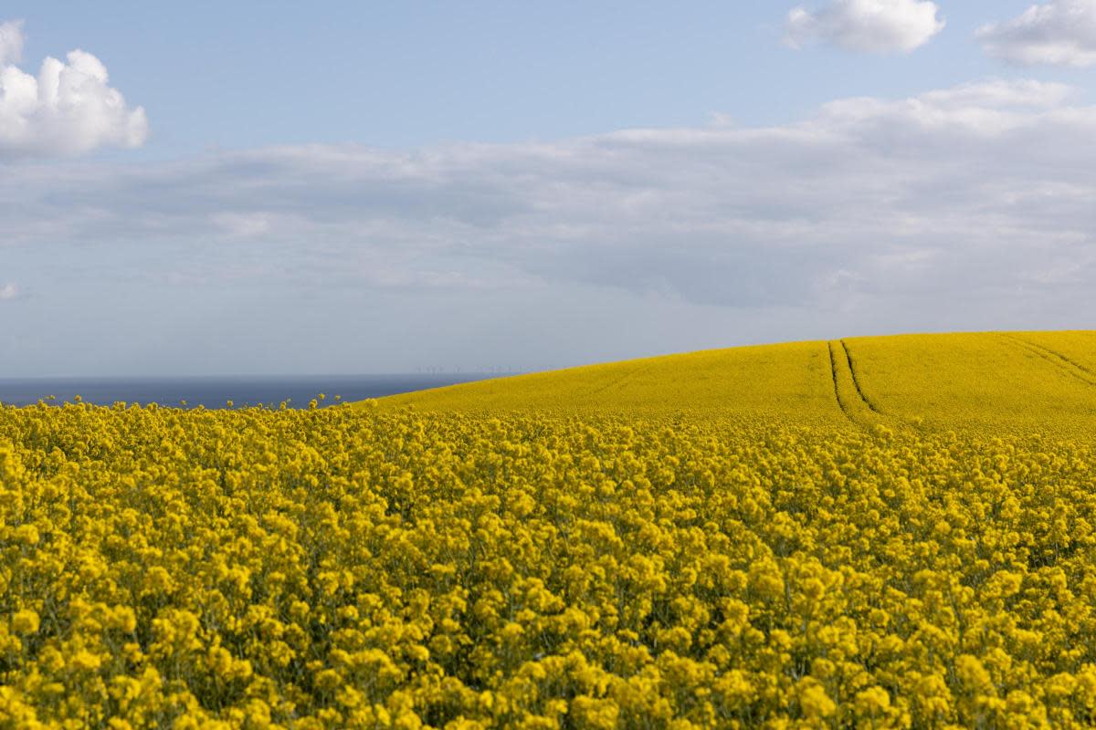 The field stretching off into the distance <i>(Image: Andrew Gardner / The Argus)</i>