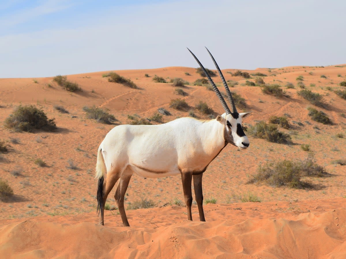 The Arabian oryx is the national animal of Dubai (Chris Zacharia)