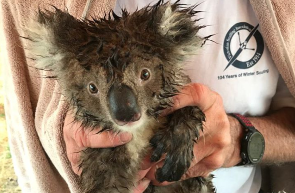 One of the koalas saved by vets. (Animals Australia)