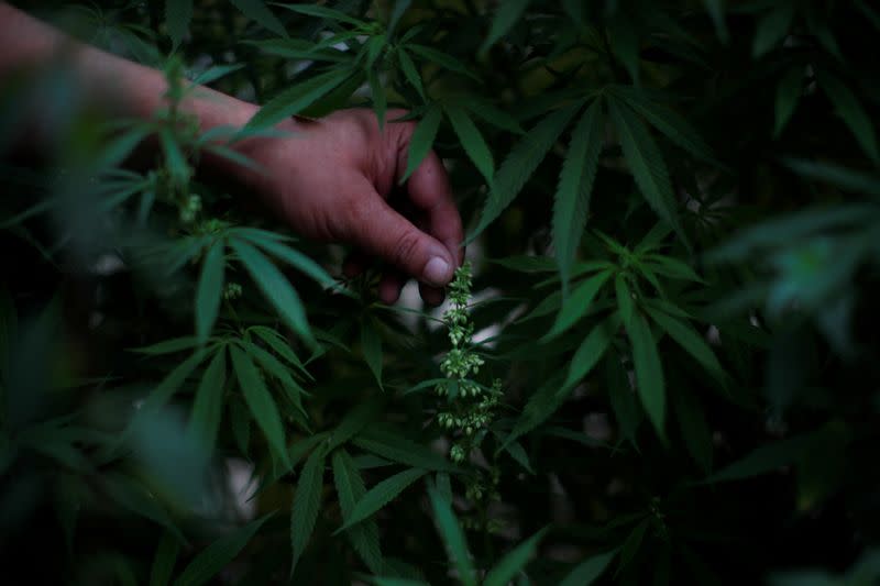 Cannabis garden next to Mexico's Senate building in a call for legalization