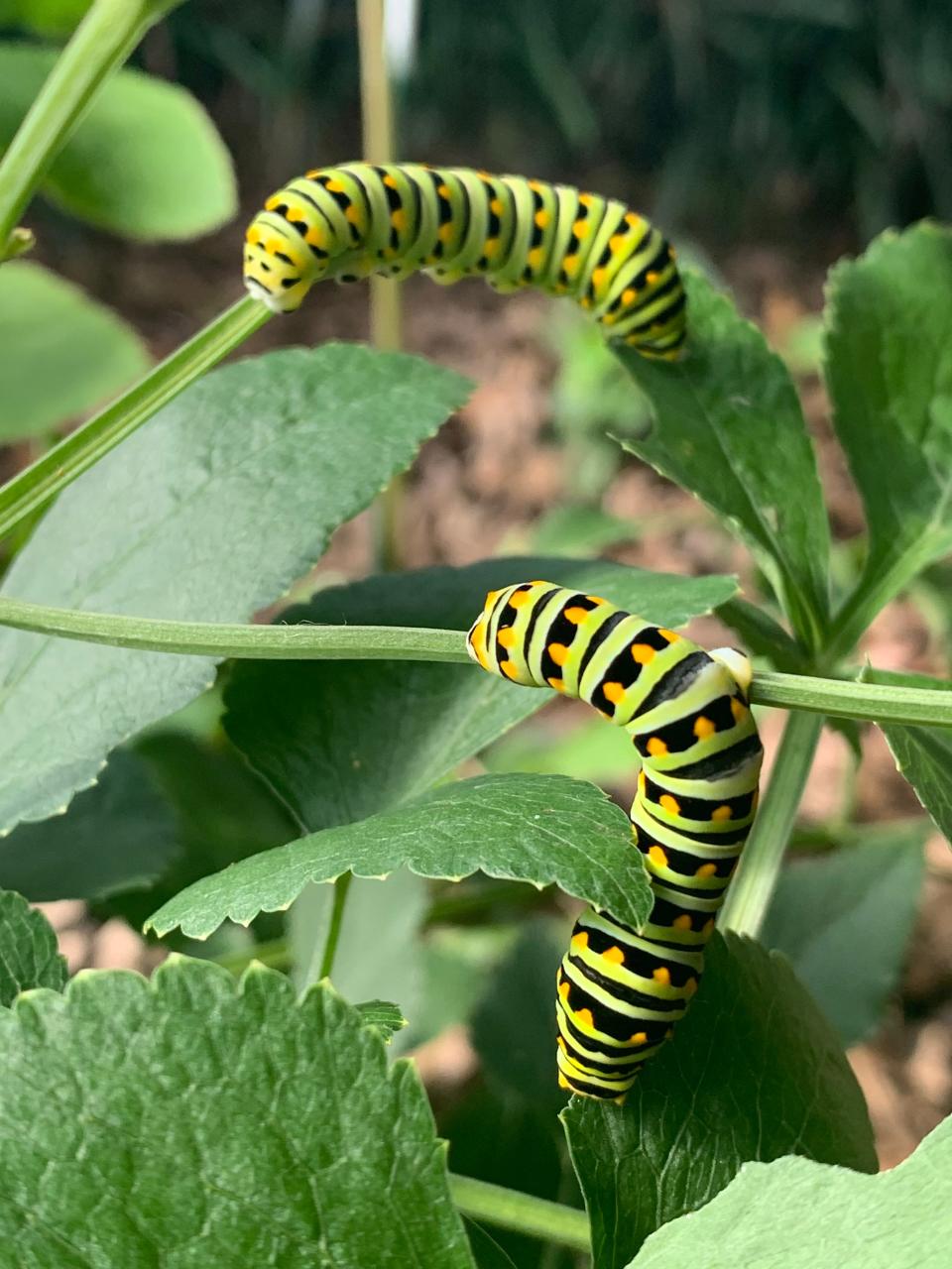 Soon these caterpillars will pupate by forming a chrysalis. They will emerge from the chrysalis as black swallowtail butterflies.