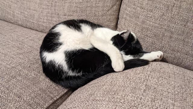 black and white cat sleeping