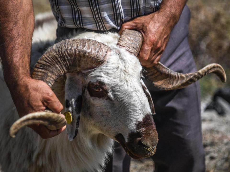 A man holds a ram at a market in Istanbul, Turkey, ahead of the annual Muslim holiday of Eid al-Adha or 'Festival of Sacrifice' (Ozan Kose/AFP/Getty)