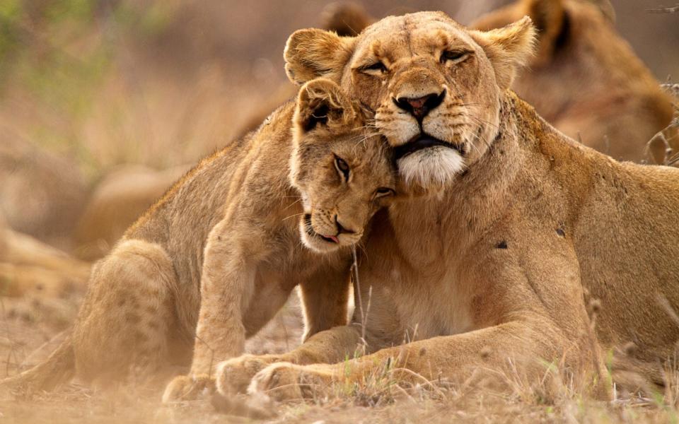 Lions in the Kruger - Getty