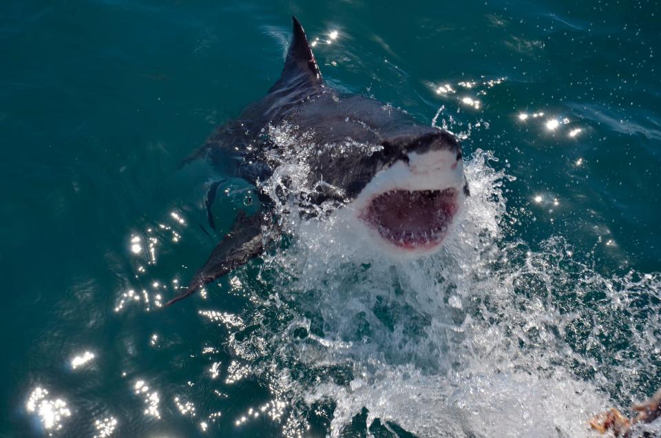 Great white shark in South Africa