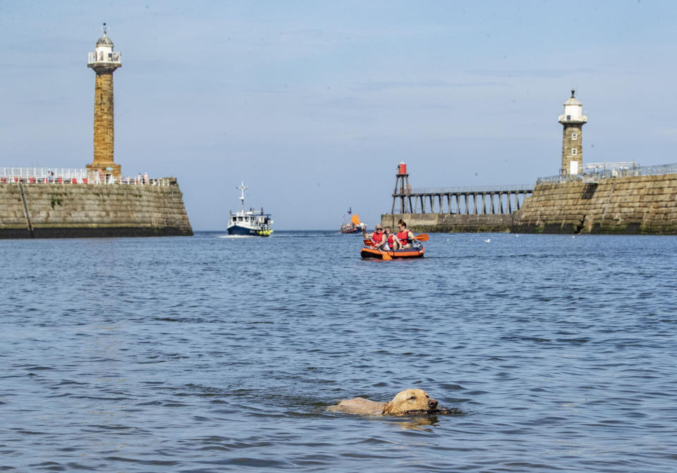 A dog swims in the harbour at Whitby in Yorkshire, as a bank holiday heatwave will see most of the country sizzling in sunshine with possible record temperatures, the Met Office has said.
