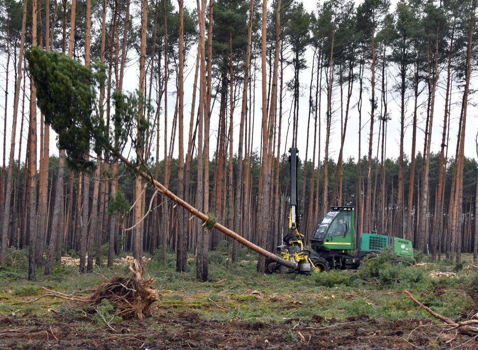 21 February 2020, Brandenburg, Grünheide: The clearing work on the site for the future Tesla plant has started again. Tesla is planning to build a gigafactory on this site, east of the A10 Berlin Ring motorway in the municipality of Grünheide. In a first phase from summer 2021, 150,000 Model 3 and Y electric cars are to be built there annually. Photo: Bernd Settnik/dpa-Zentralbild/dpa (Photo by Bernd Settnik/picture alliance via Getty Images)