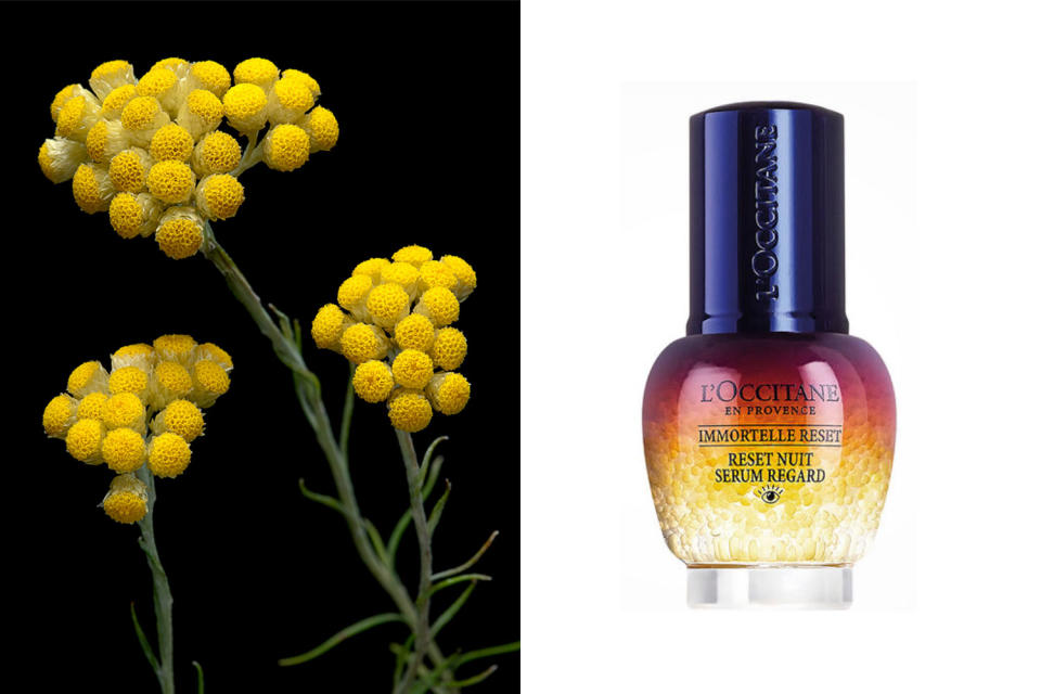 Das Öl der Immortelle wirkt bakterien-,entzündungs- und oxidationshemmend. (Bilder: Getty Images / L’Occitane)