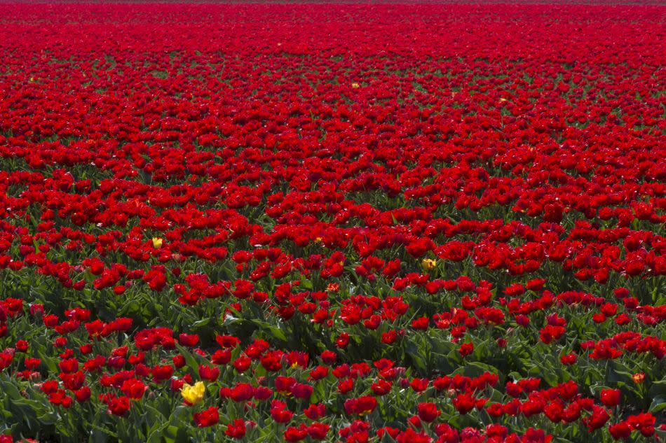 Tulips