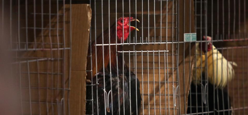 One of the birds participate in the Rooster Crowing contest this year at the Kentucky State Fair.Aug. 18, 2022