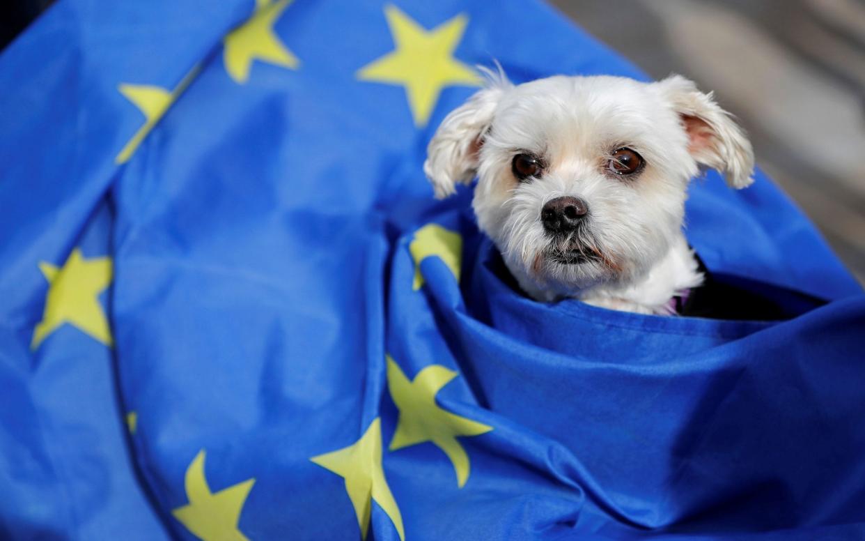 Taking your dog to an EU member state will require clearing new legal hurdles - GETTY IMAGES