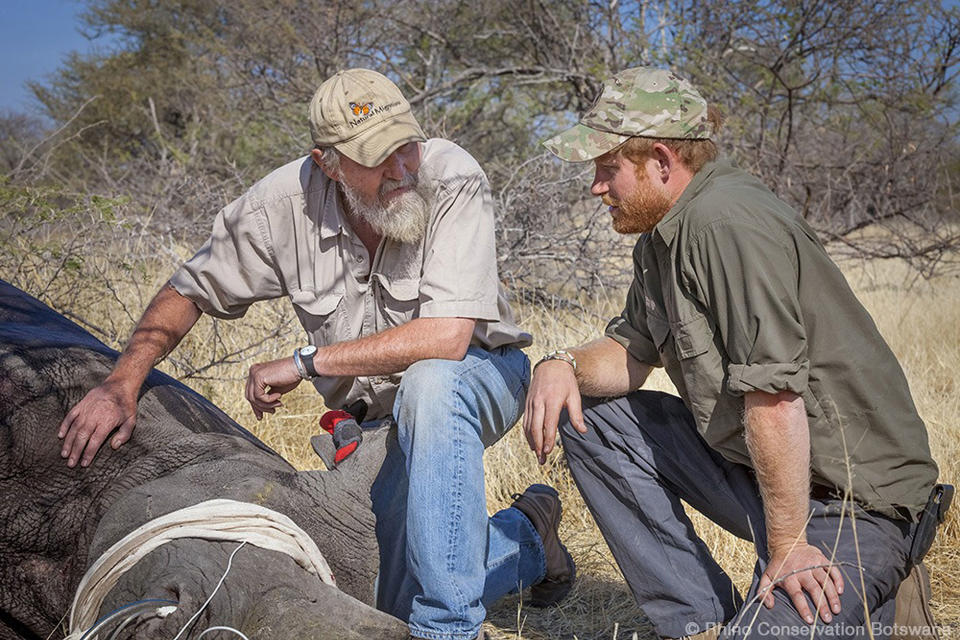 <p>In 2015, Prince Harry <a href="https://people.com/royals/prince-harry-gets-emotional-as-he-sees-rhinos-slaughtered-for-their-horns/" rel="nofollow noopener" target="_blank" data-ylk="slk:spent three months;elm:context_link;itc:0;sec:content-canvas" class="link ">spent three months</a> during the summer on a tour through four southern African countries as he worked alongside rangers <a href="https://www.people.com/people/package/article/0,,20395222_20934049,00.html" rel="nofollow noopener" target="_blank" data-ylk="slk:and veterinarians;elm:context_link;itc:0;sec:content-canvas" class="link ">and veterinarians</a> and took part in expeditions to <a href="https://www.people.com/people/package/article/0,,20395222_20940157,00.html" rel="nofollow noopener" target="_blank" data-ylk="slk:de-horn rhinos;elm:context_link;itc:0;sec:content-canvas" class="link ">de-horn rhinos</a> in the fight against poaching.</p> <p>He spoke about the statistics behind the graphic killings and animal trade, saying, "the numbers of rhinos poached in South Africa has grown by nearly 500 percent in just five years, with most of these occurring in Kruger [Nationa Park]. Already this year, 1,500 rhinos have been killed in this country.”</p> <p>He added, “If current poaching rates continue there will be no wild African elephants or rhinos left by the time children born this year, like my niece, Charlotte, turn 25. If we let this happen, the impact on the long-term prosperity of this country and on the natural heritage of the planet will be enormous and irreversible.”</p>