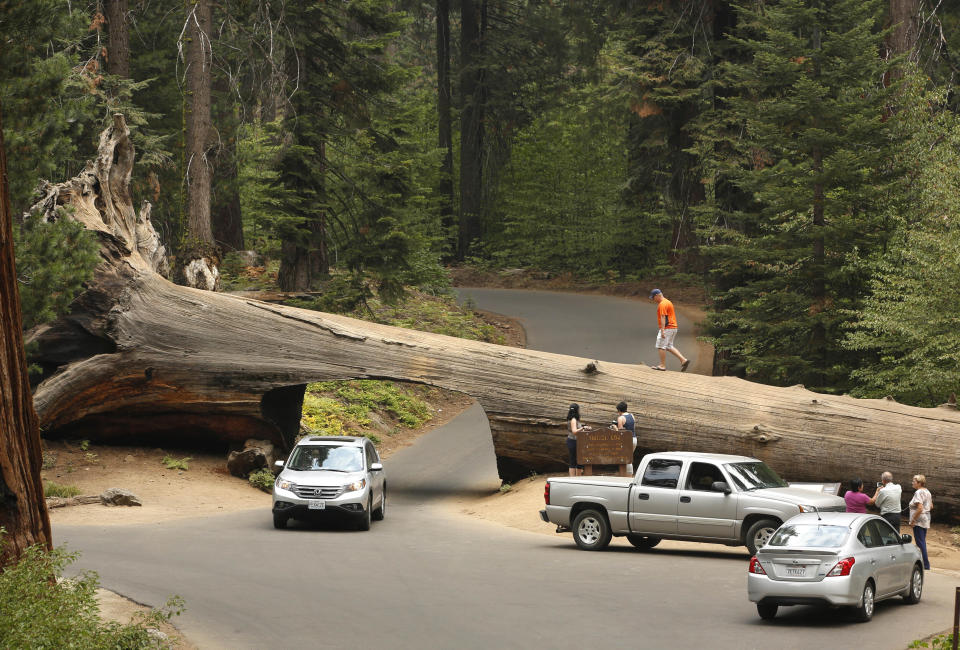 FILE - In this Sept. 11, 2015, file photo, visitors explore the Tunnel Log, a passage cut through a giant Sequoia tree that fell in 1937, at Sequoia National Park, near Visalia, Calif. Sequoia National Park was shut down and its namesake gigantic trees were under potential threat Tuesday, Sept. 14, 2021, as forest fires burned in steep and dangerous terrain in California's Sierra Nevada. The Colony and Paradise fires were ignited by lightning last week and were being battled collectively as the KNP Complex. (AP Photo/Rich Pedroncelli, File)