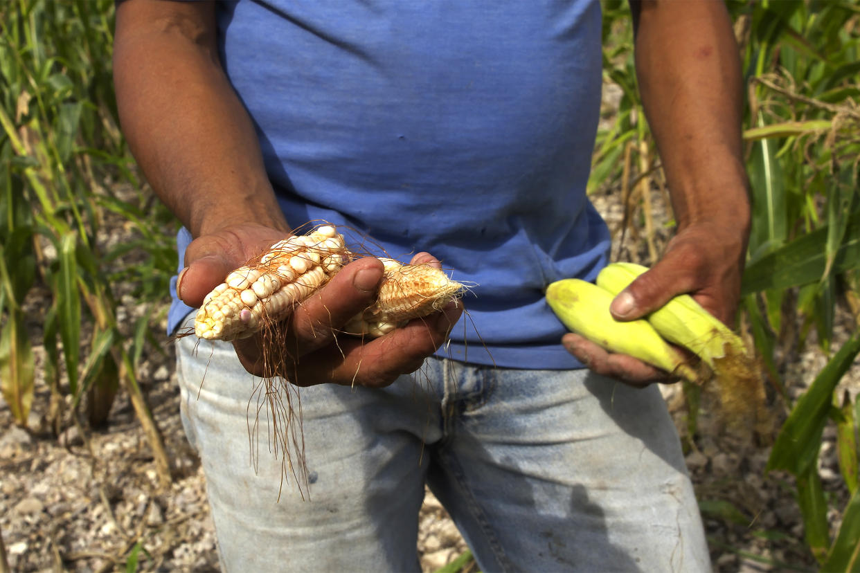 Jose Vasquez shows the undeveloped corn grown near his home. (Carlos Perez Beltran / NBC News)
