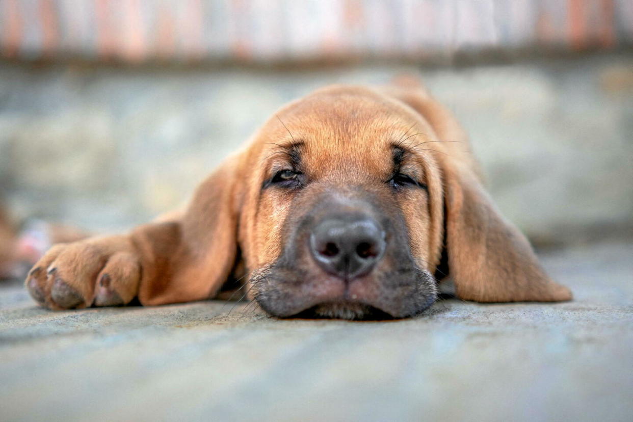 Argument majeur pour la profession : « La grande majorité des chiens ou chats que l'on retrouve abandonnés dans les refuges sont ceux qui ne sont pas issus d'élevages pros », affirment les éleveurs.  - Credit:ANDBZ / ANDBZ/ABACA