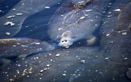 A manatee is seen near a water outlet at an inactive Florida Power & Light Company power plant in Riviera Beach, Florida in this file photo taken January 7, 2010. . REUTERS/Carlos Barria/Files