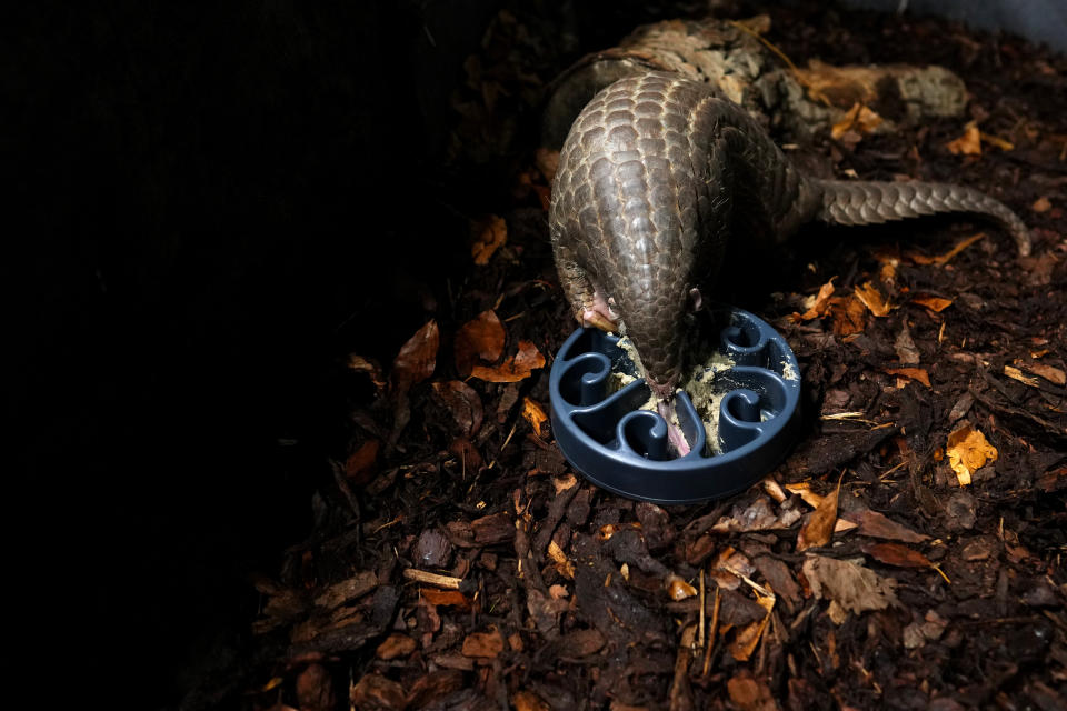 A Chinese pangolin feeds on food at its enclosure at the zoo in Prague, Czech Republic, Thursday, May 19, 2022. Prague's zoo has introduced to the public a pair of critically endangered Chinese pangolins as only the second animal park on the European continent. (AP Photo/Petr David Josek)