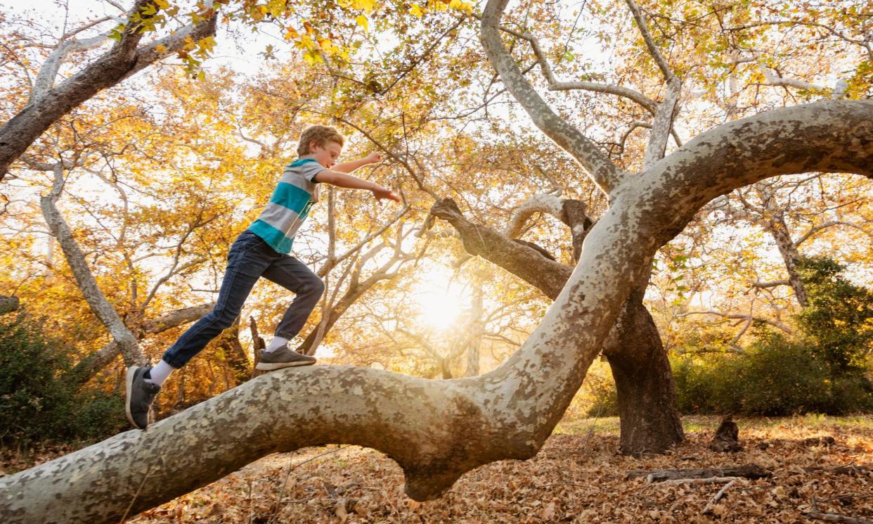 <span>Defending the new rule, the town’s mayor said it ‘does not apply to trees in the countryside or in private gardens’.</span><span>Photograph: Tetra Images/Getty Images/Tetra images RF</span>