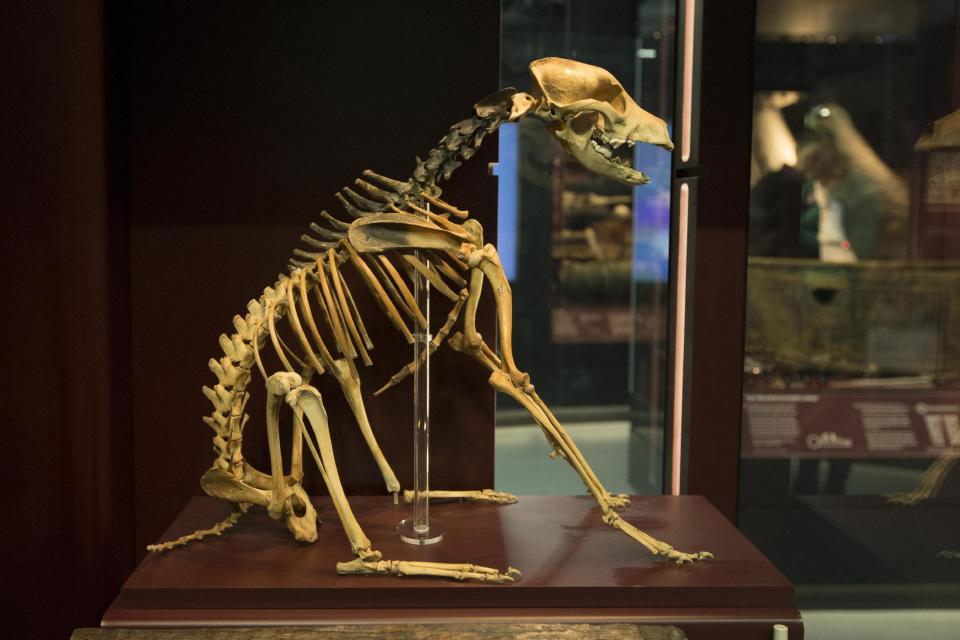 'Hatch,' the ship's dog, waits for visitors in a case at the Mary Rose Museum. The Tudor warship had been in service for 33 years when it sank in the Solent watched by Henry VIII from the Southsea Castle (PA)