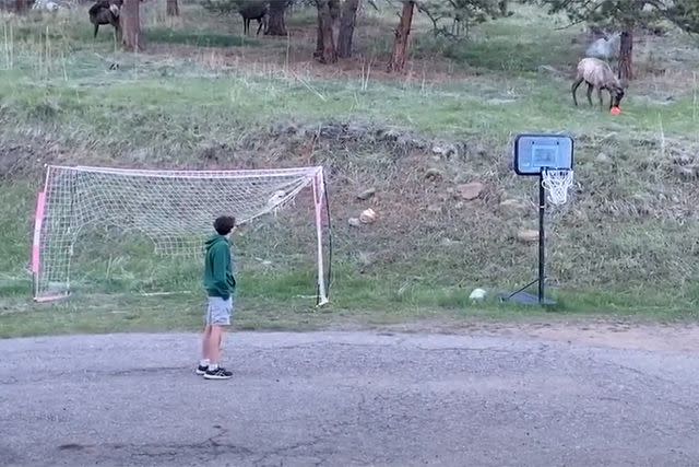 <p>Shira Moffatt via Storyful</p> An elk in Evergreen, Colorado, joined a soccer game