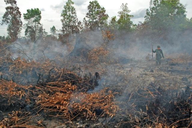 A soldier inspects a peatland forest on fire in Kampar district, Riau province, on Indonesia's Sumatra island, on August 7, 2015