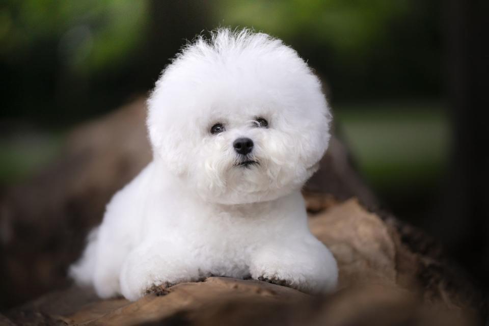 portrait of a bichon frise dog smallest dog breeds