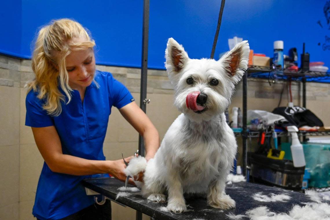 Dog groomer Anna Bobrow uses shears to trim the tail of Millie, a West Highland white terrier (Westie), one of her regular clients at Woof’s Play and Stay. Bobrow, now 22, has been working there since she was 16.