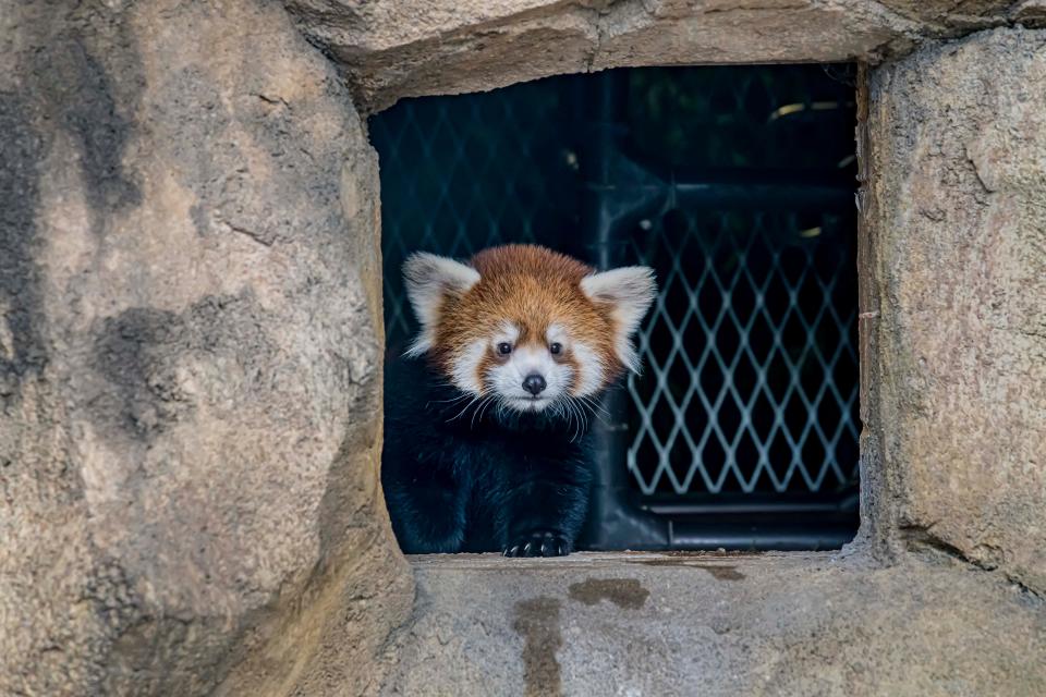 Cinder is the Milwaukee County Zoo's newest baby red panda. She was born June 12, 2022.