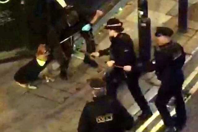 Moment plucky homeless dog escapes after dodging half a dozen police cars and TASER