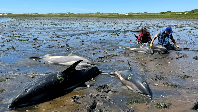 This photo provided by the International Fund for Animal Welfare shows an IFAW staff member, left, and a trained volunteer, right, working among stranded dolphins, in Wellfleet, Mass., on Cape Cod, Friday, June 28, 2024. The recent stranding of more than 100 dolphins on Cape Cod, the largest such event involving dolphins in U.S. history, is due in part to the natural geography of the cape, with its gently sloping sand flats, tidal fluctuations, proximity to productive feeding grounds, and the hook-like shape of the cape itself.