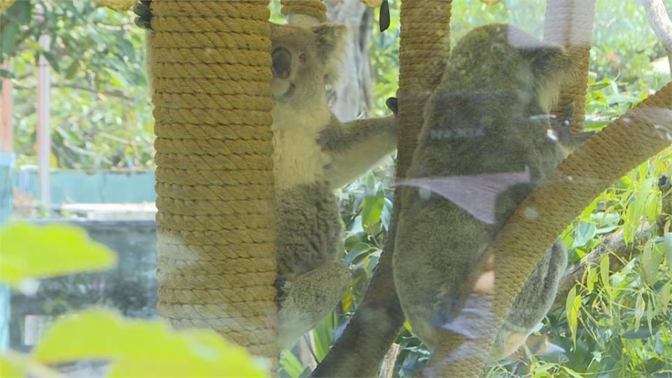 北市動物園傳龜殼花咬人！  保育員急送醫打血清