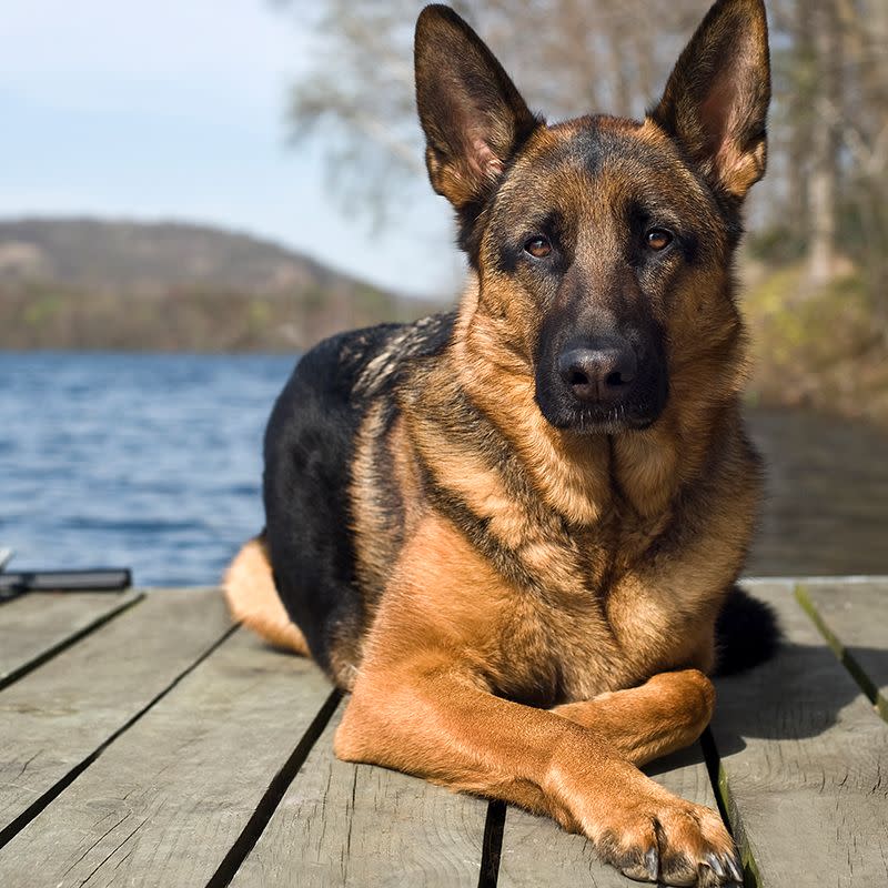 12) German Shepherd