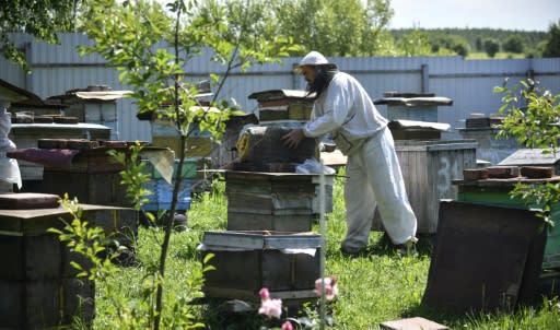 Beekeeper Anatoly Rubtsov has lost nearly all of his hives