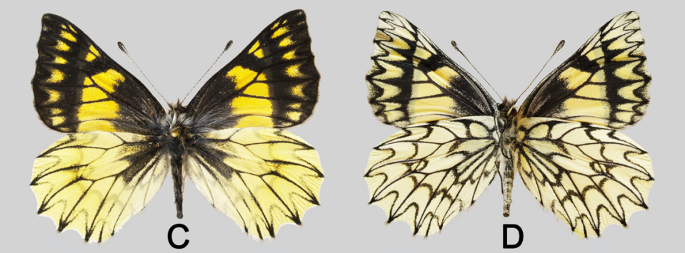 A female Catasticta copernicus, or Copernicus dartwhite butterfly, as seen from the top (left) and bottom (right).