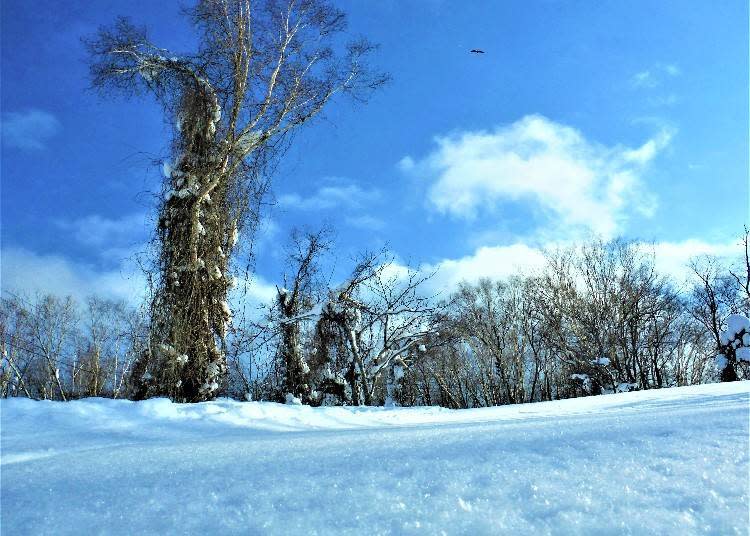 粉狀的雪被風輕輕一吹就會飄散在空氣中（照片拍攝：吉田匡和）